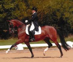 dressage salute