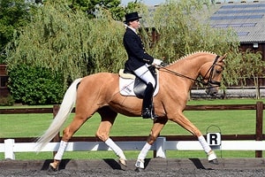 dressage horse and rider